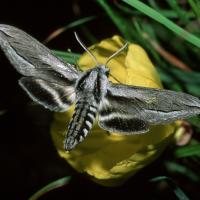 Moth feeding on a flower