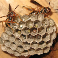 wasps on a nest