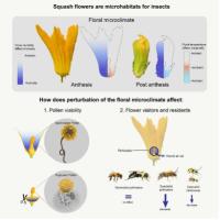 Squash flowers are microhabits for insects
