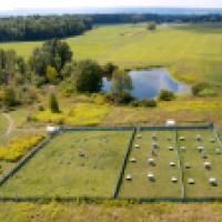 Mice in enclosed field