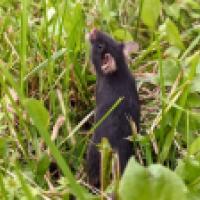 Lab mouse in the wild