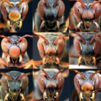 Michael Sheehan's Wasps