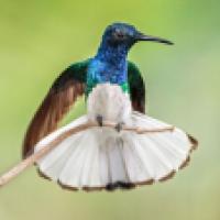 White-necked Jacobin hummingbird