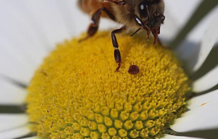 Honeybee with Varroa mite