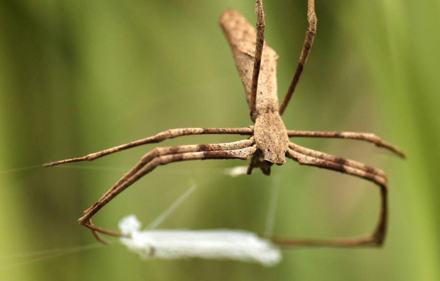 Orb weaving spider