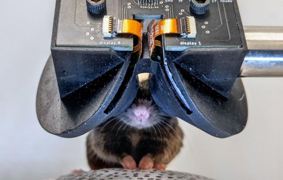 Mouse goggles