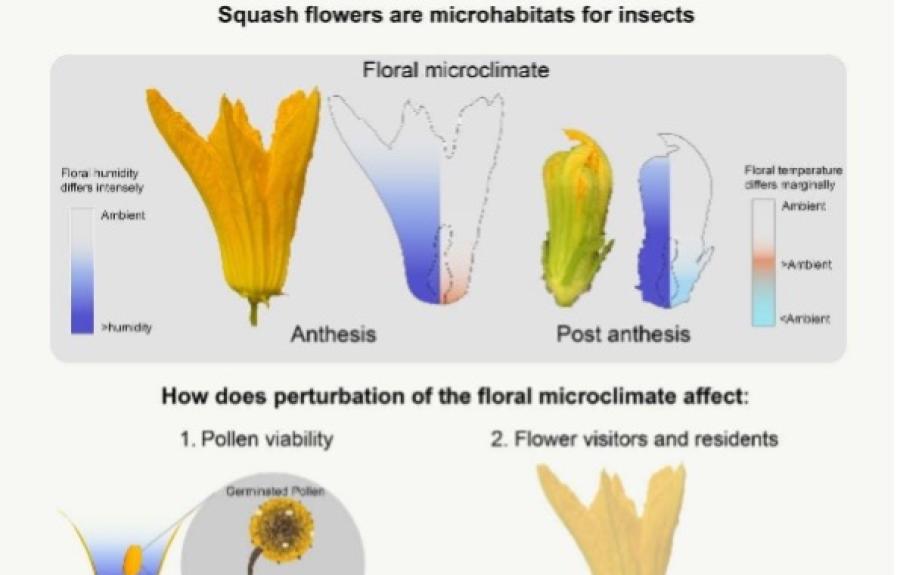 Squash flowers are microhabits for insects