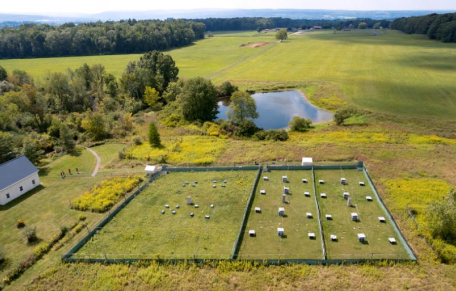 Mice in enclosed field