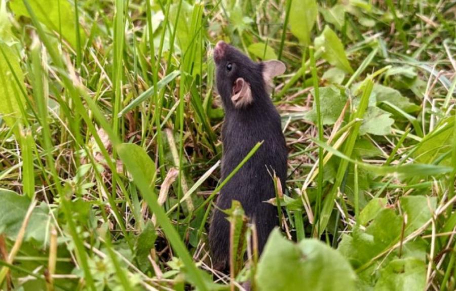 Lab mouse in the wild