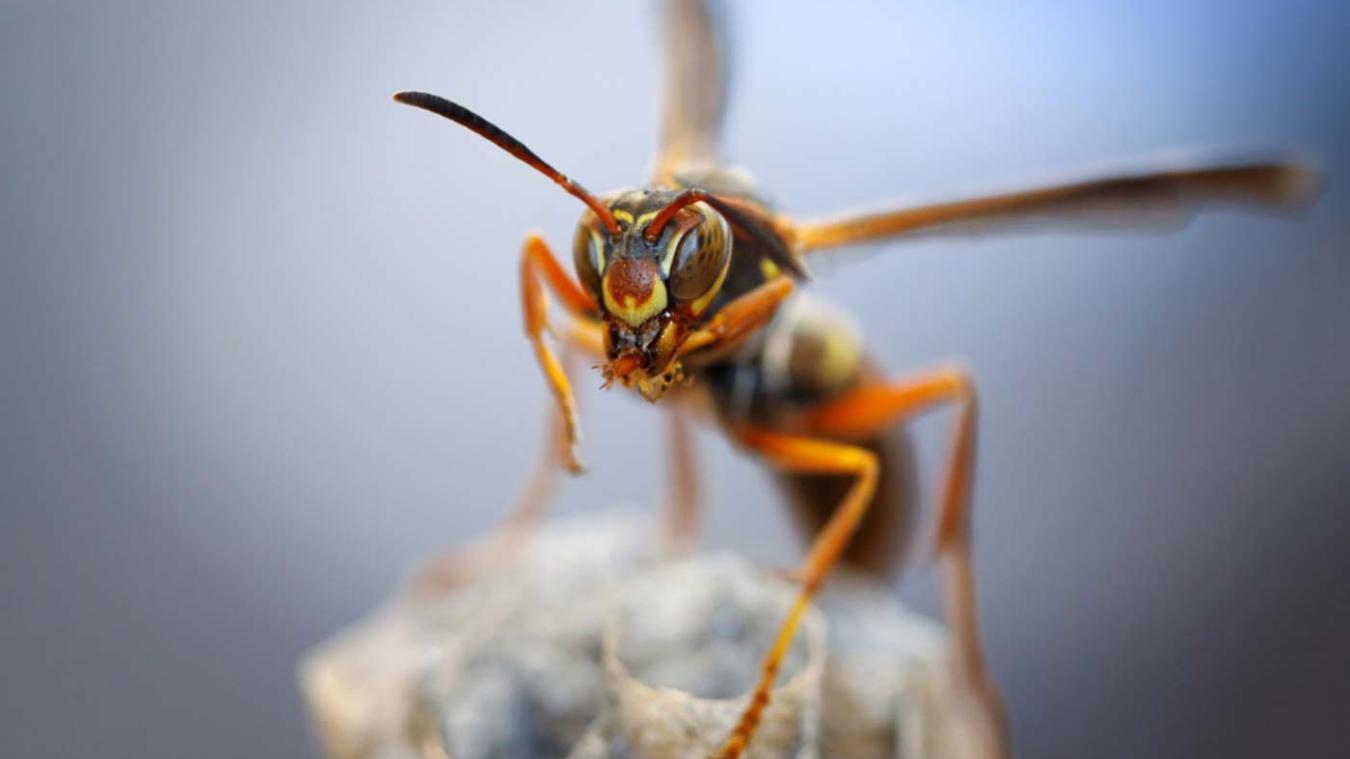 Paper wasp in close-up