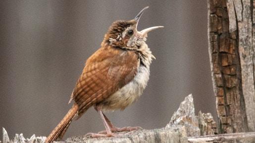 song bird