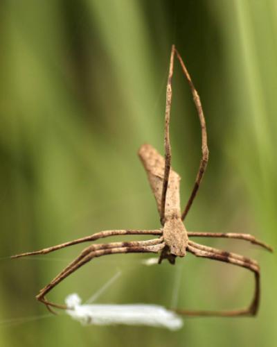 Orb weaving spider