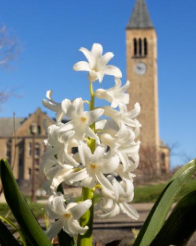 Flower at Cornell University