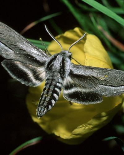 Moth feeding on a flower