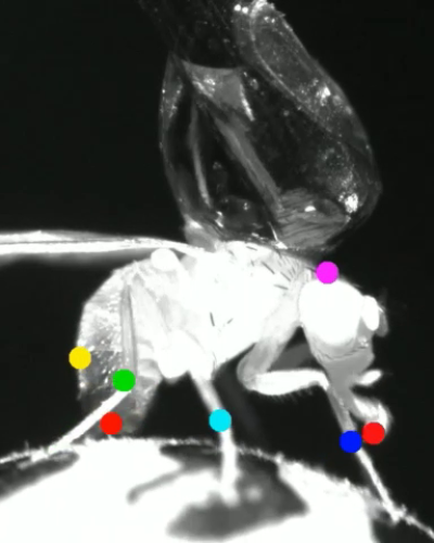 Fly on a ball