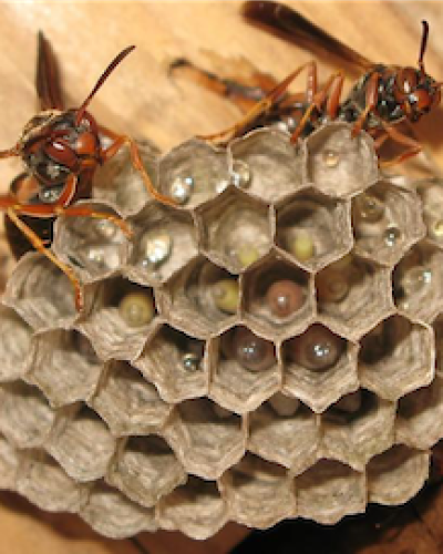 wasps on a nest