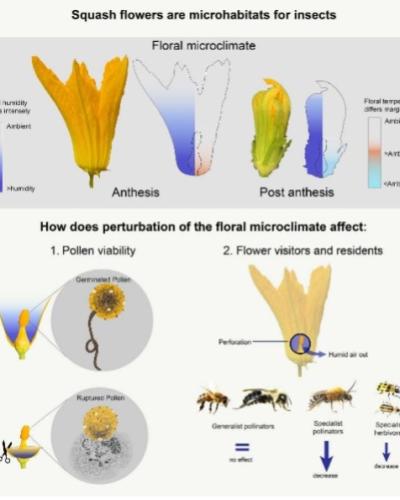 Squash flowers are microhabits for insects