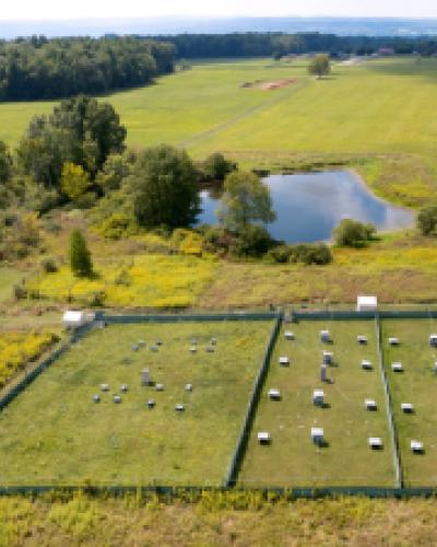 mice in enclosed field