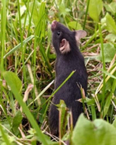Lab mouse in the wild