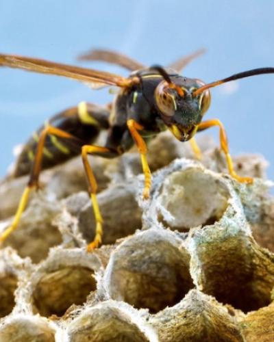 Michael Sheehan&#039;s Wasps