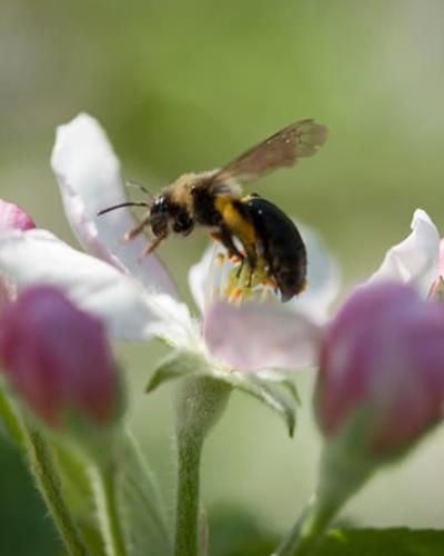 Honey Bees Thomas Seeley
