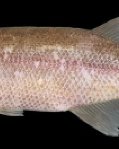 Paramormyrops SN4