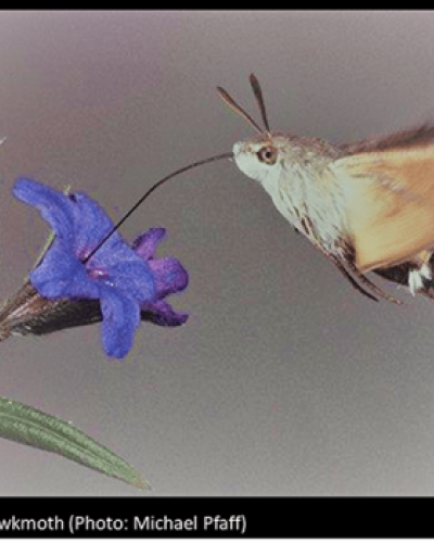 Hawkmoth Hummingbird