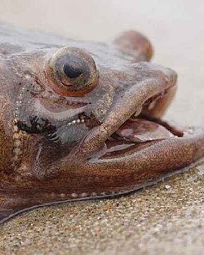 Plainfin Midshipman fish Andy Bass