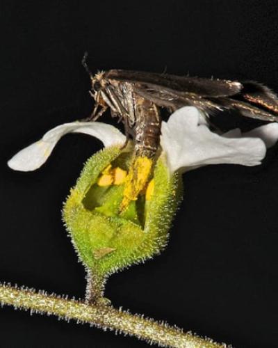 A Greya moth lays its eggs inside a woodland star plant.