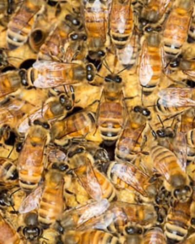 SY Callum Kingwell Bees