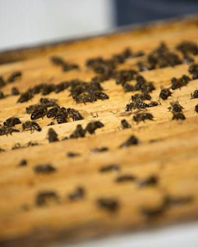 Honey Bees Thomas Seeley