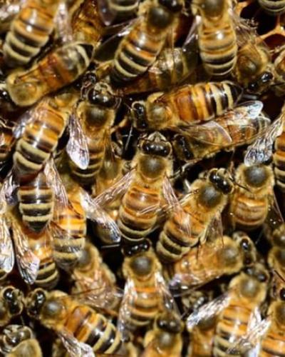 Bees Thomas Seeley