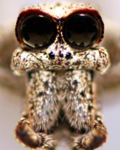 ogre-faced spider