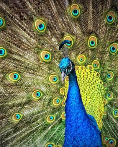 Peacock article