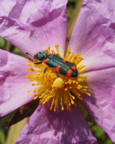 Phrygana Cistus Creticus